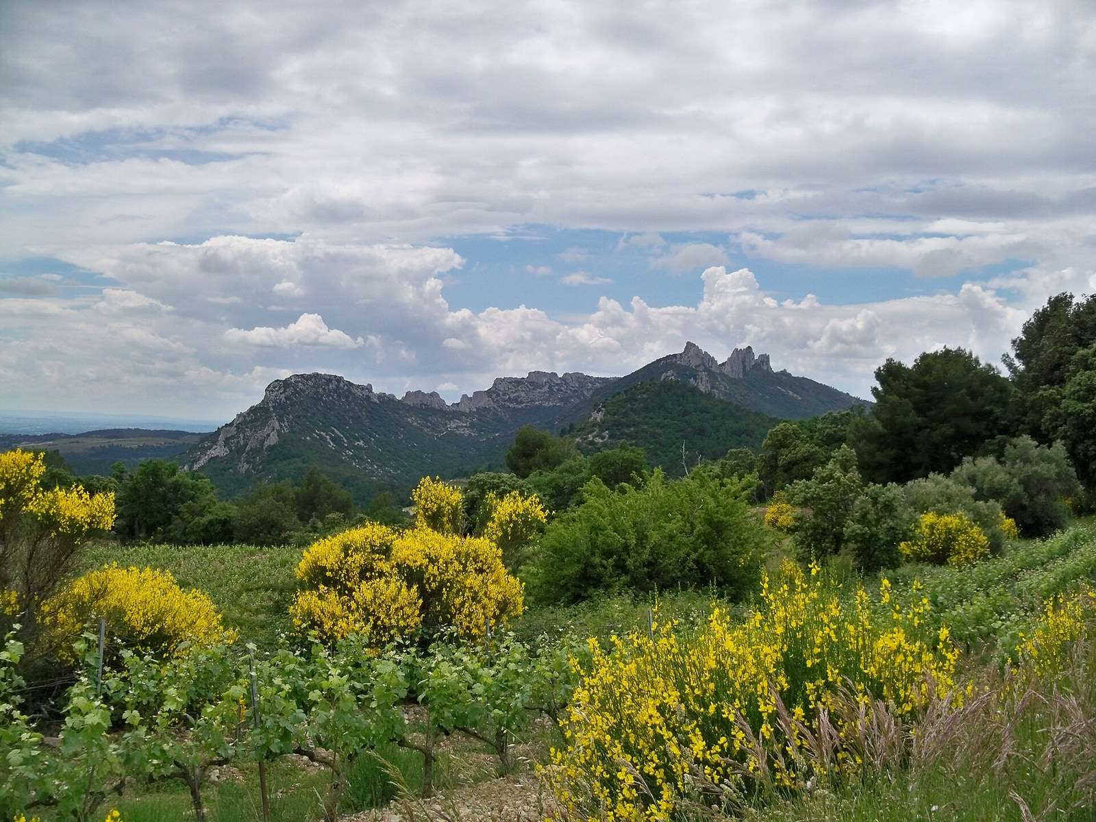 Les crêtes rocheuses des Dentelles de Montmirail derrière des genêts en fleur