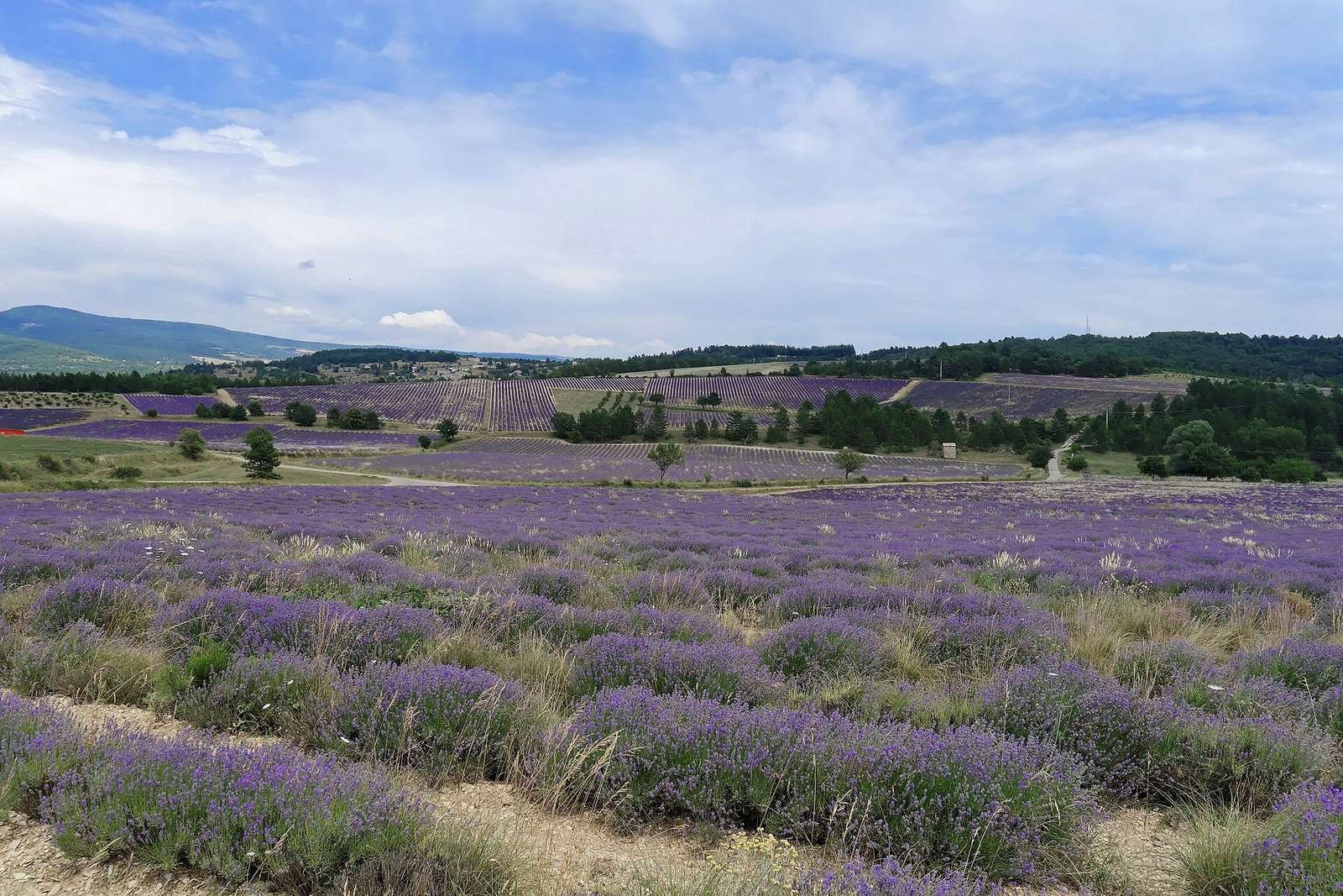 Des rangs de lavande en fleur dans la campagne de Sault
